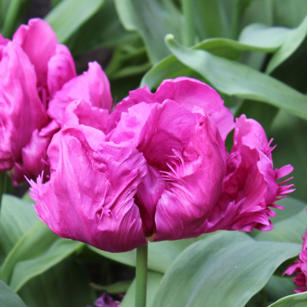 Tulipa Parrot Prince