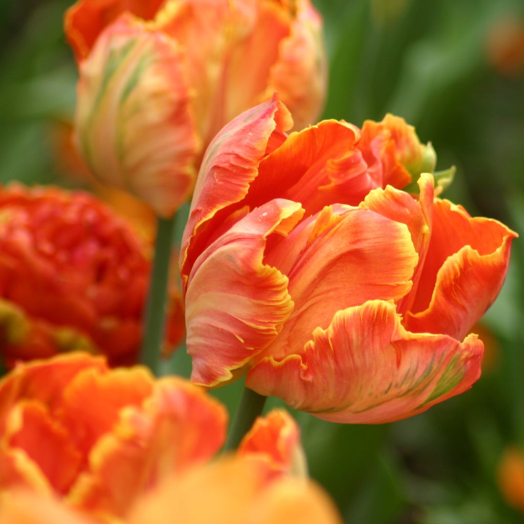 Tulipa Professor Röntgen
