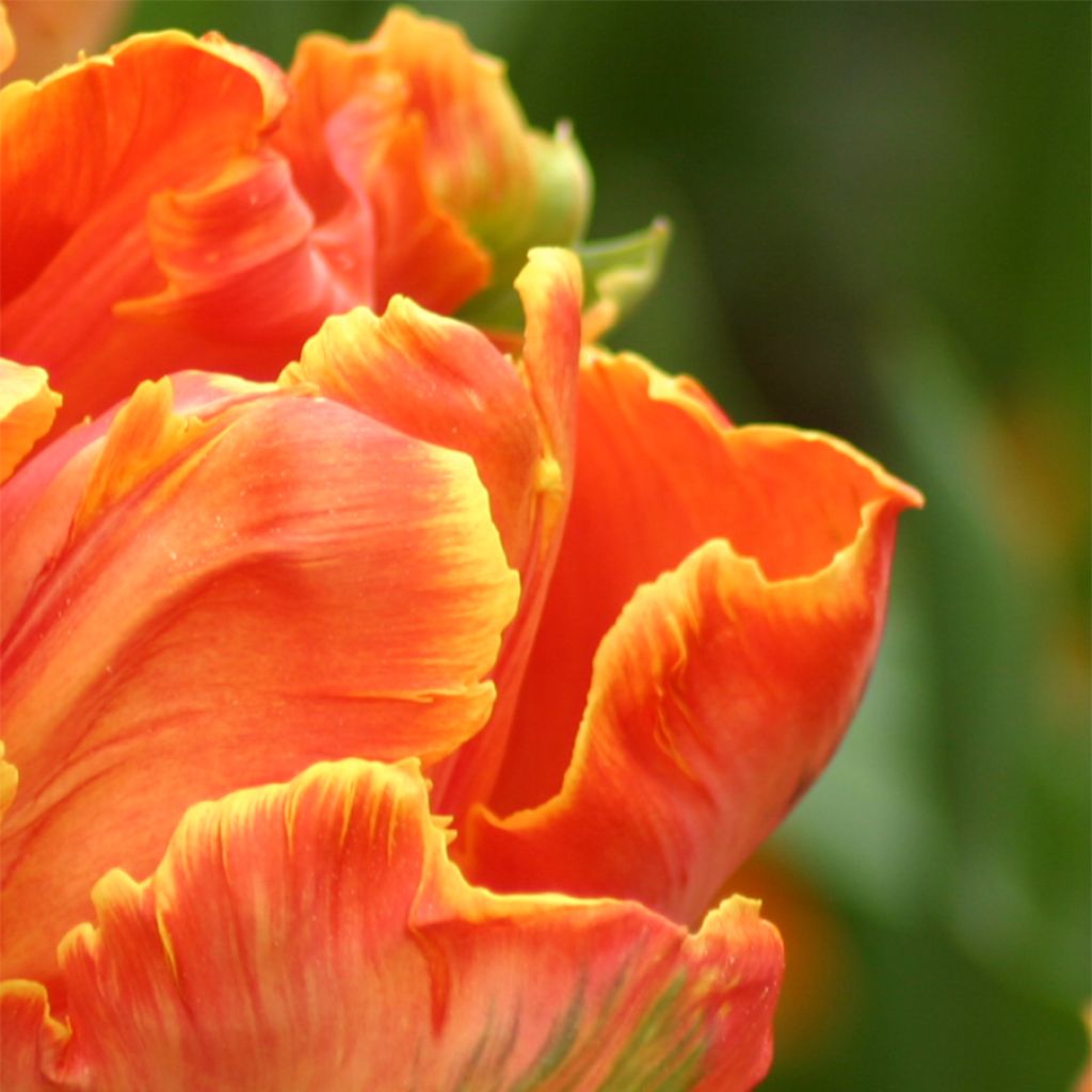Tulipa Professor Röntgen