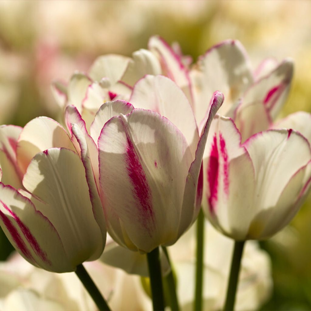 Tulipa 'Candy Club'