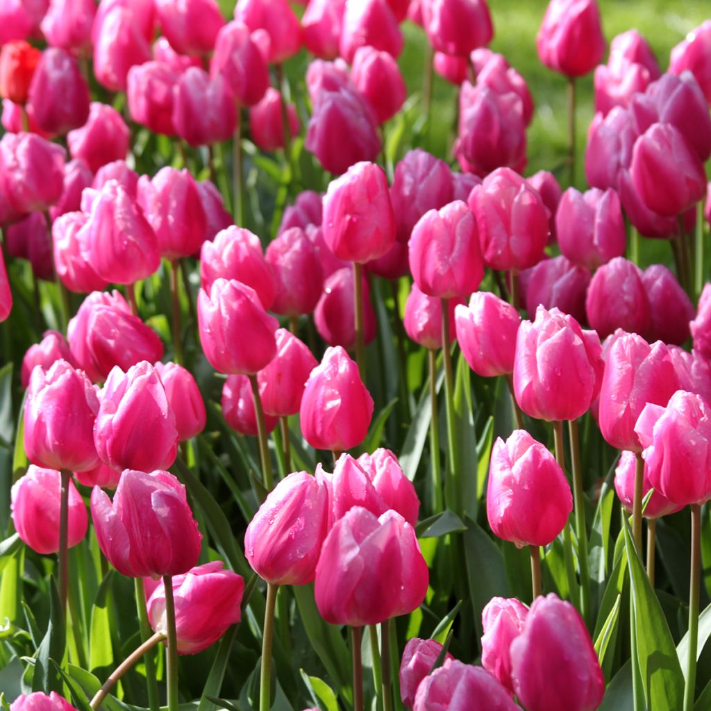 Tulipa Aafke - Early simple Tulip