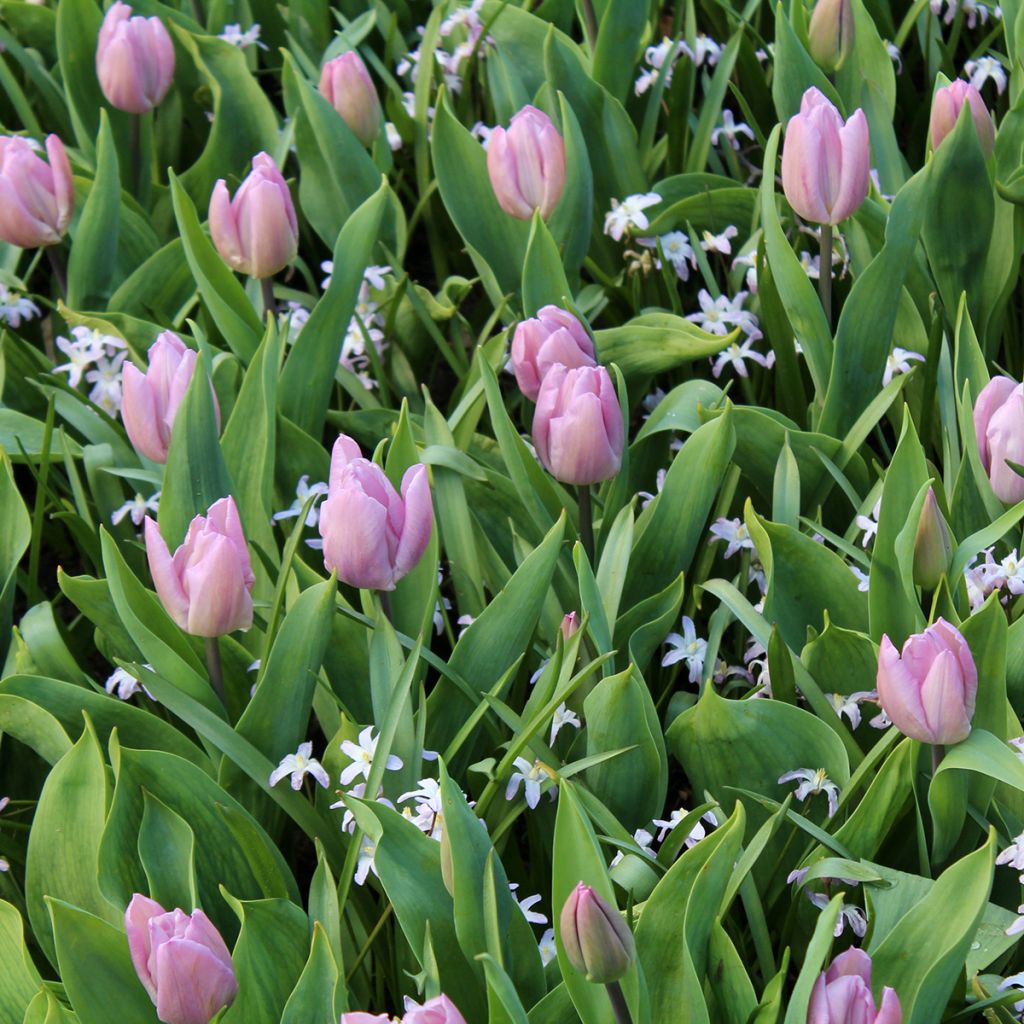 Tulipa Candy Prince