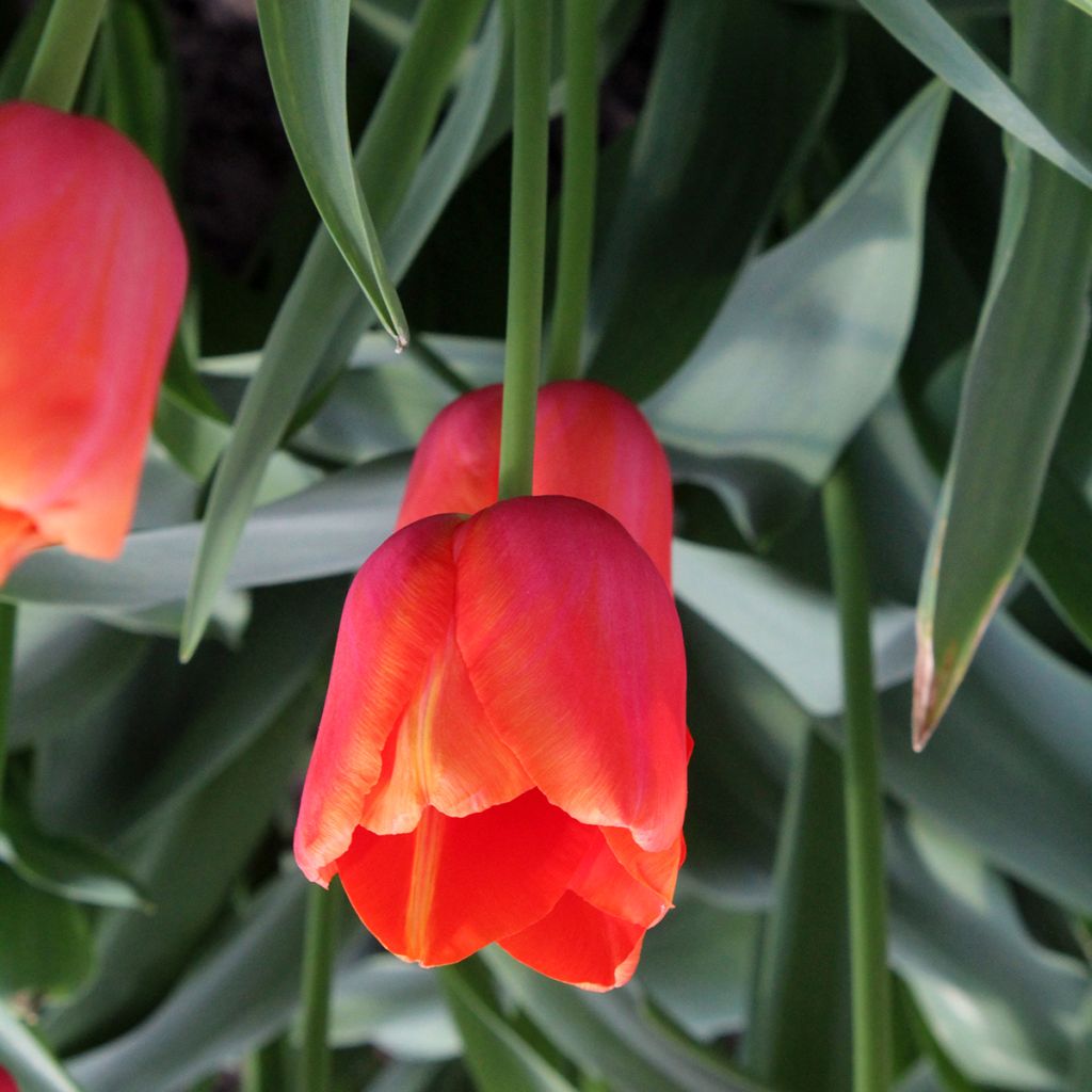 Tulipa Avignon