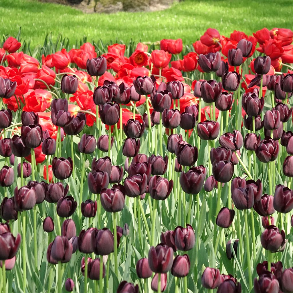 Tulipa Queen of the Night - Early simple Tulip