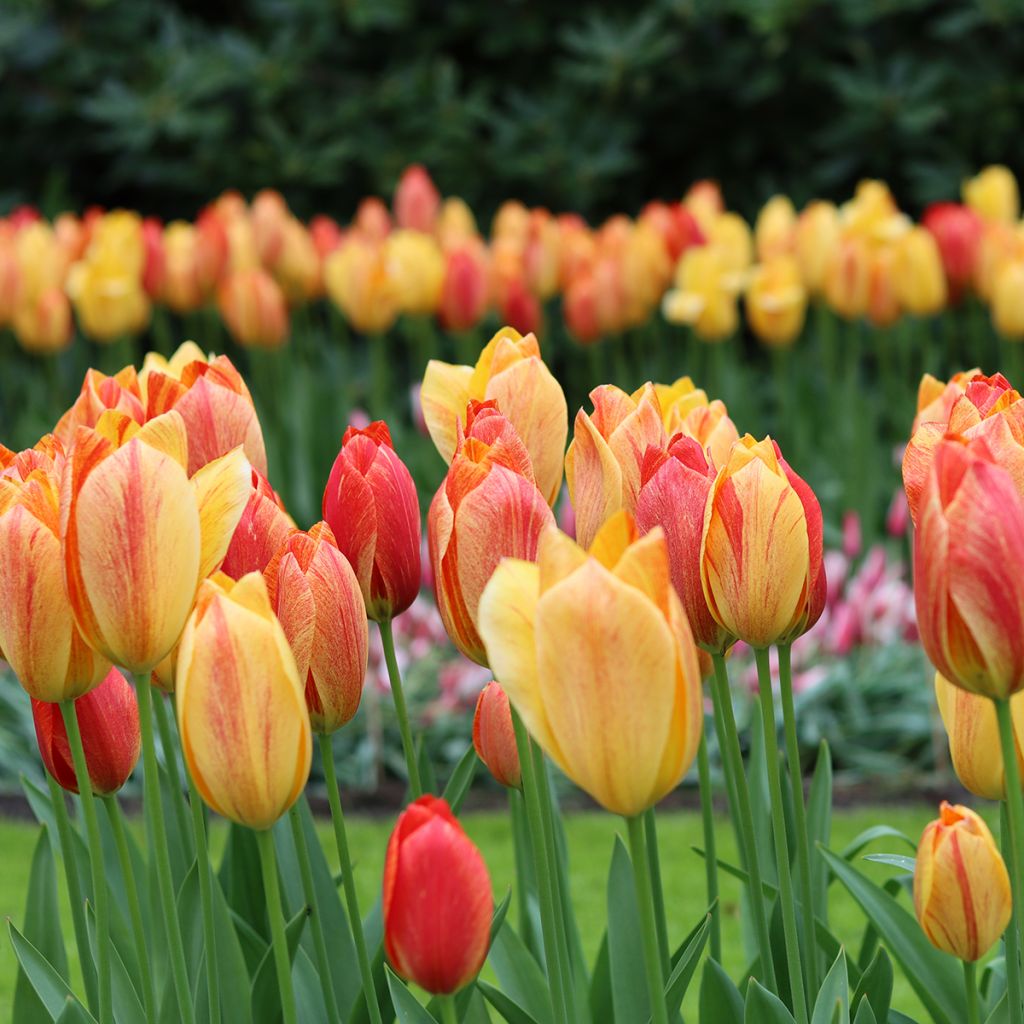 Tulipa  Rhapsody of Smiles - Tulipe simple tardive