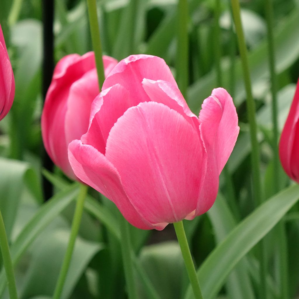 Tulipa Yosemite - Early simple Tulip