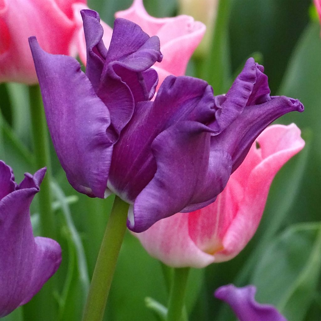 Tulipa Triumph Crown of Negrita