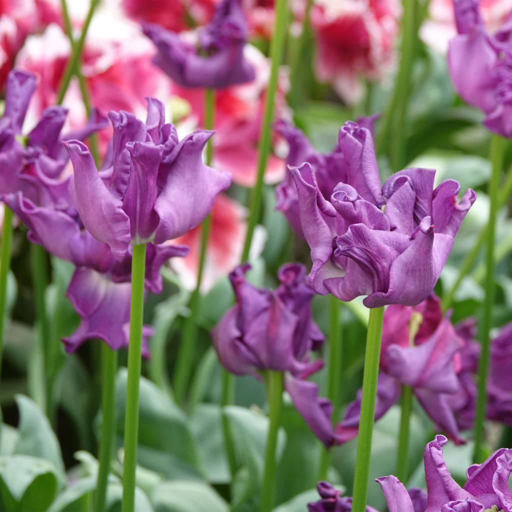 Tulipa Triumph Crown of Negrita