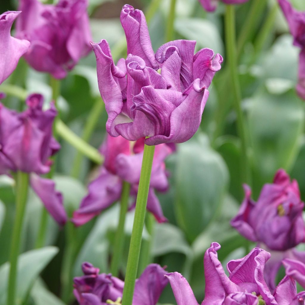 Tulipa Triumph Crown of Negrita