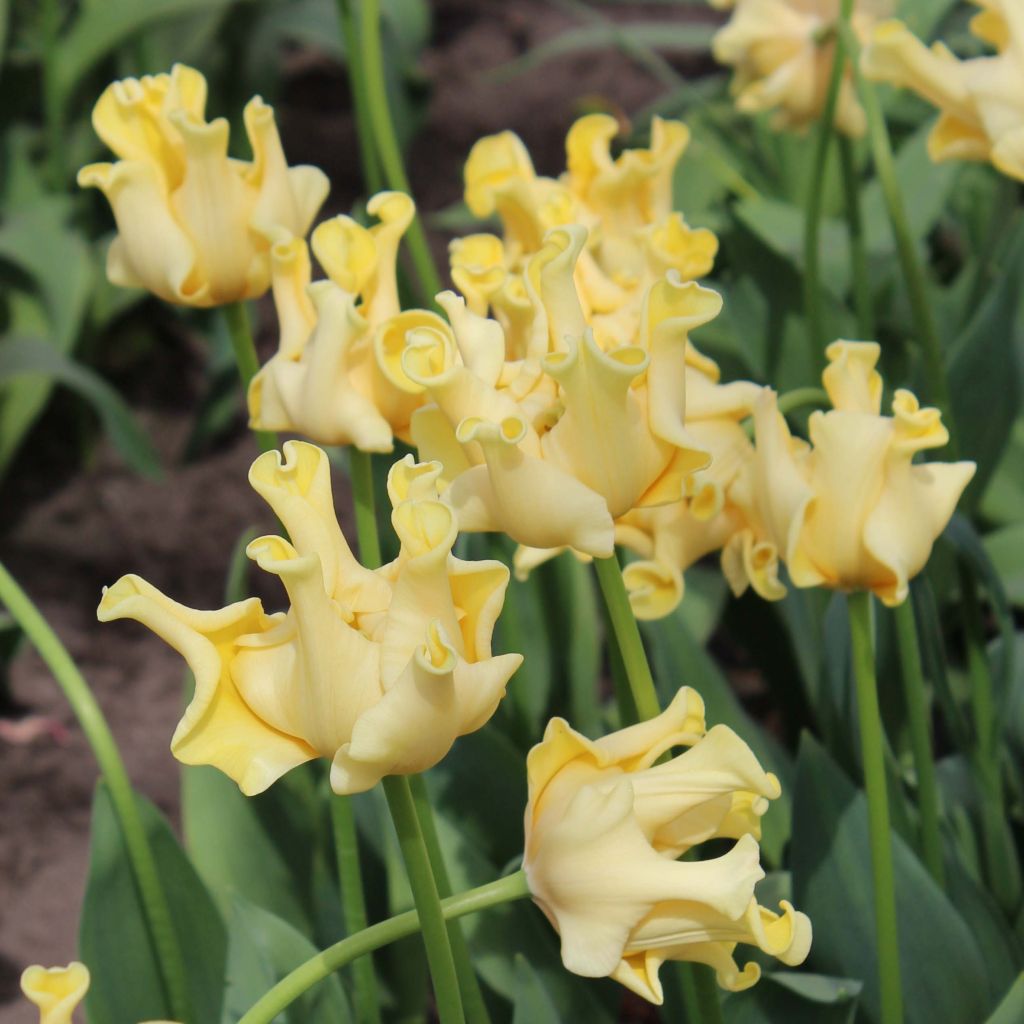 Tulipa Yellow Crown - Triumph Tulip