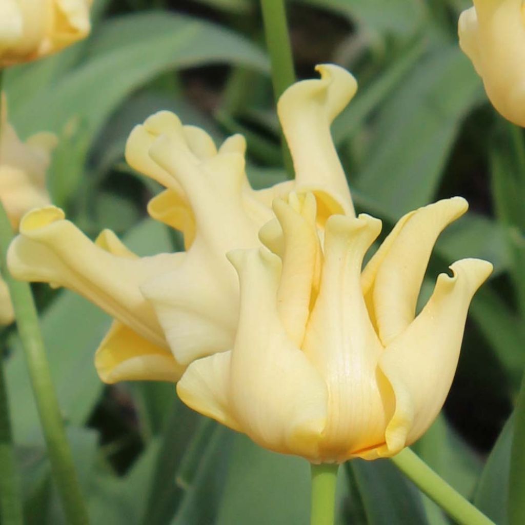 Tulipa Yellow Crown - Triumph Tulip