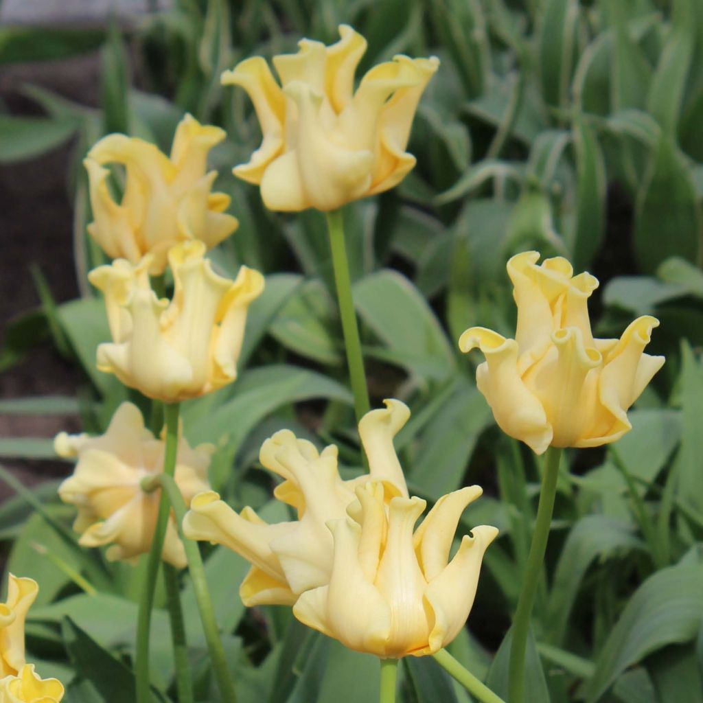 Tulipa Yellow Crown - Triumph Tulip
