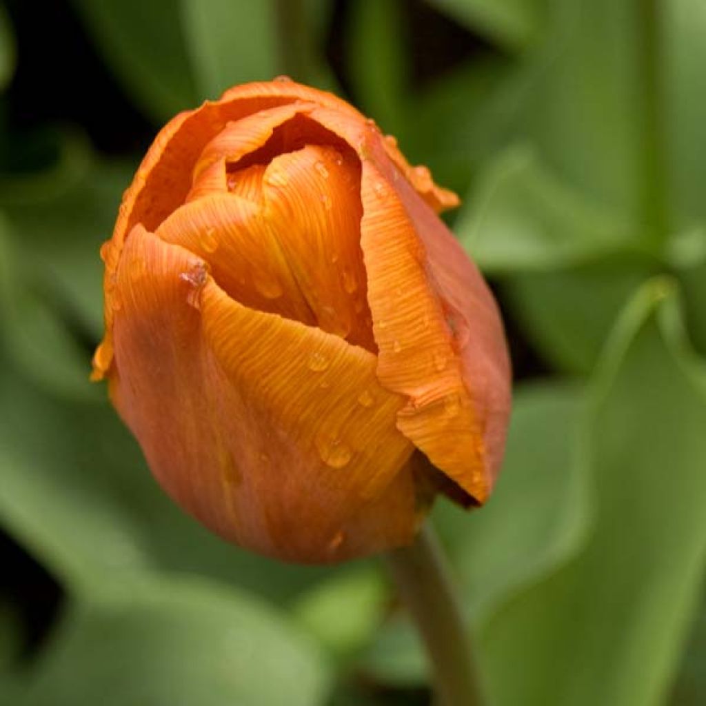 Tulipa Cairo