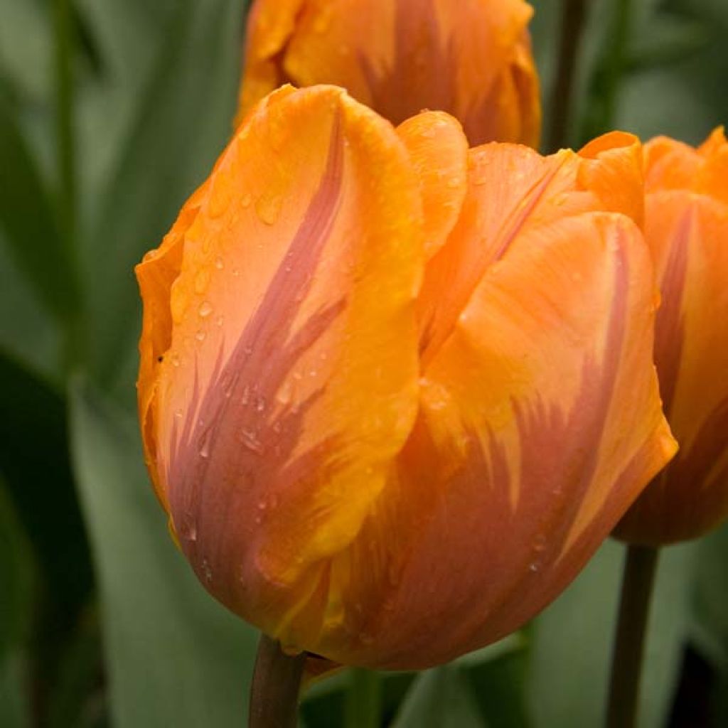 Tulipa Triumph Princesse Irene