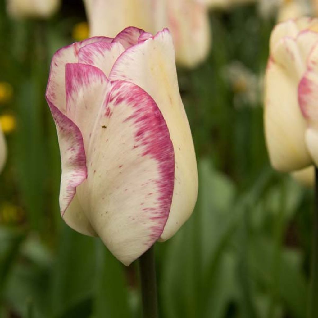 Tulipa Shirley - Triumph Tulip