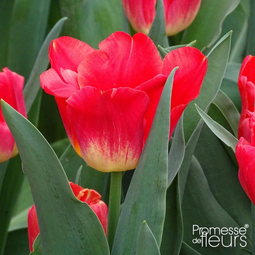 Tulipa Match - Triumph Tulip