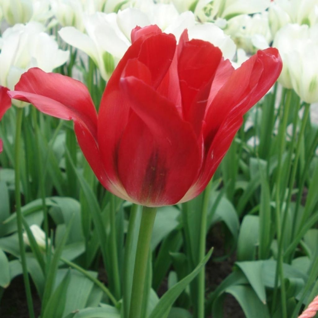 Tulipa viridiflora Red Spring Green