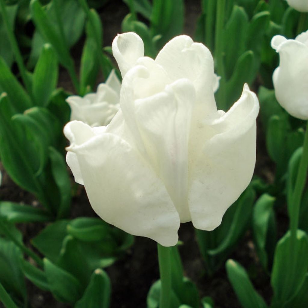 Tulipa White Liberstar - Triumph Tulip