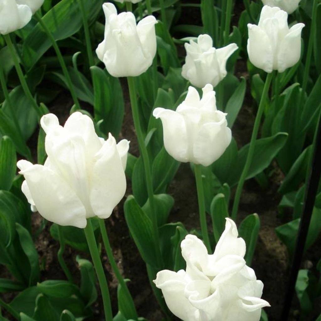 Tulipa White Liberstar - Triumph Tulip
