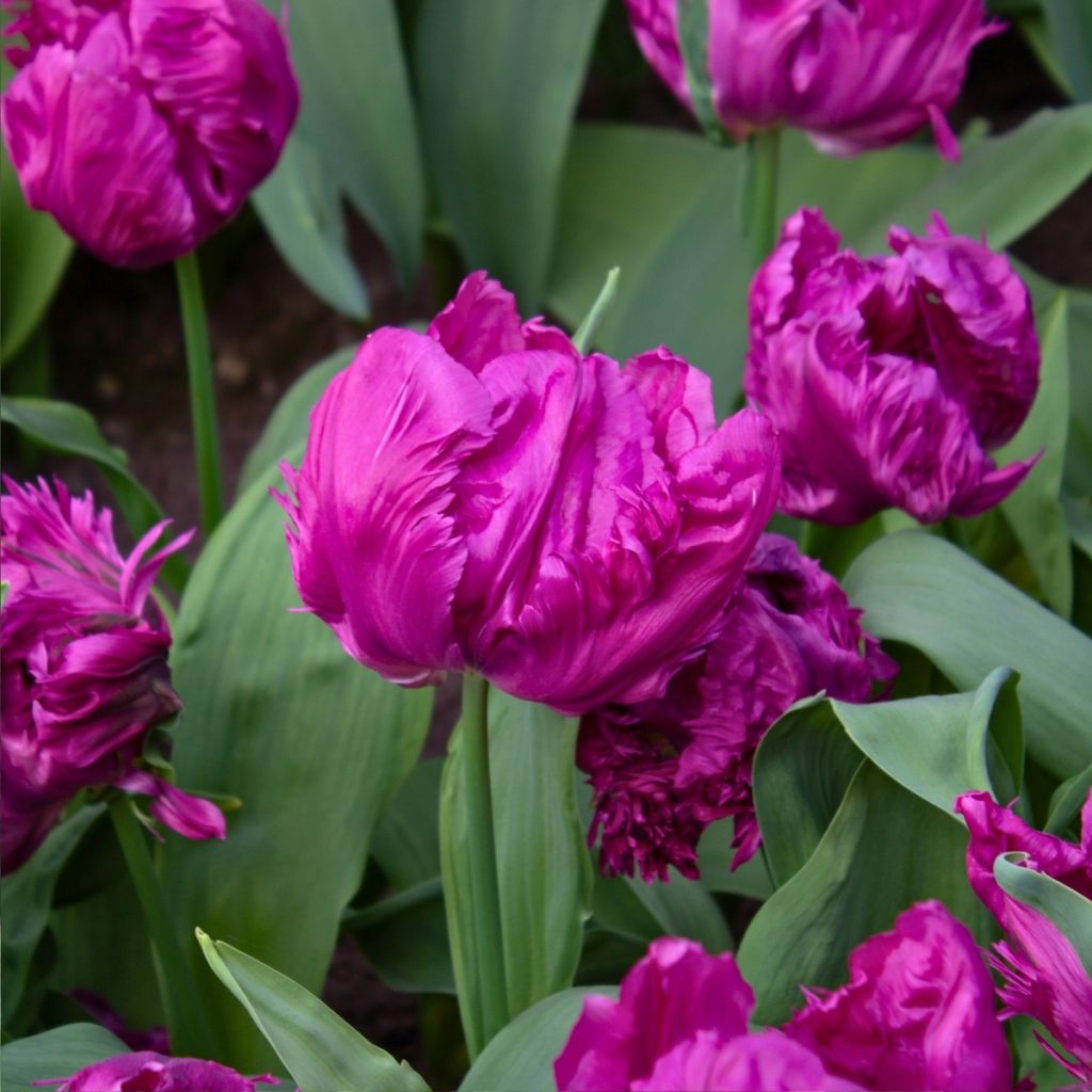 Tulipa Perroquet Parrot Prince - Tulipe Perroquet