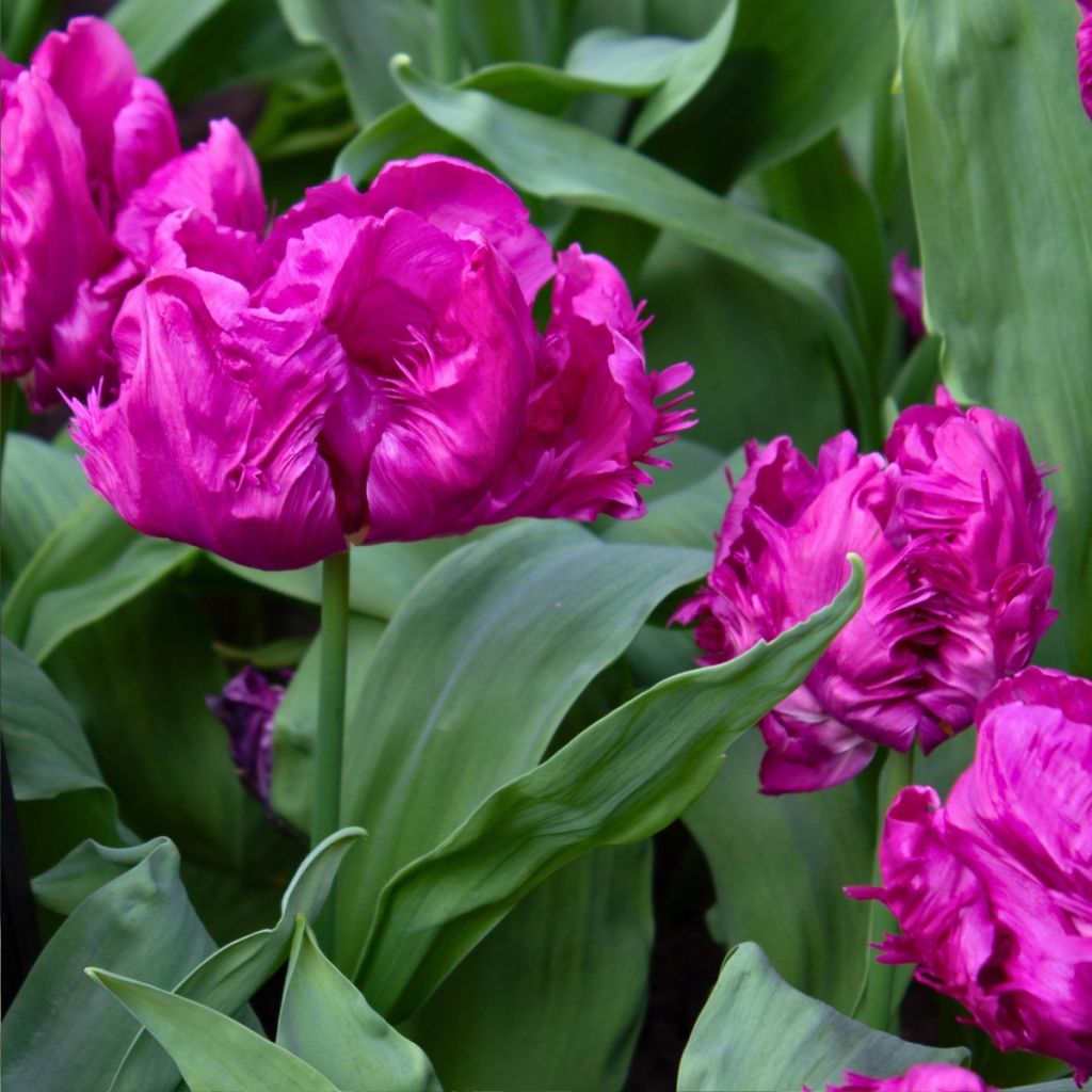 Tulipa Perroquet Parrot Prince - Tulipe Perroquet