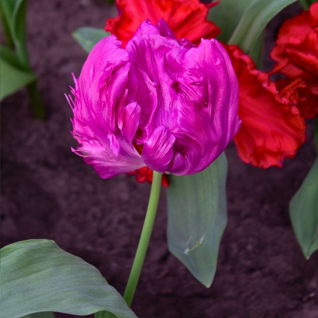 Tulipa Perroquet Parrot Prince - Tulipe Perroquet