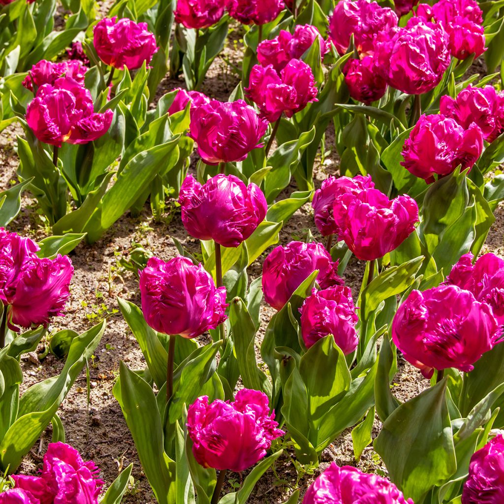 Tulipa Perroquet Parrot Prince - Tulipe Perroquet