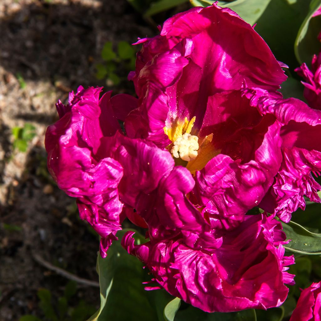 Tulipa Perroquet Parrot Prince - Tulipe Perroquet