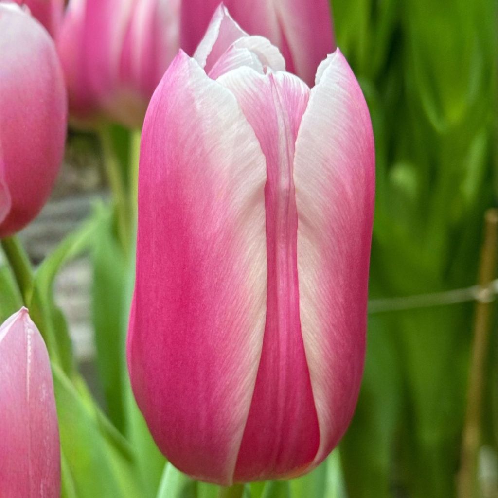 Tulipa Kadima - Triumph tulip