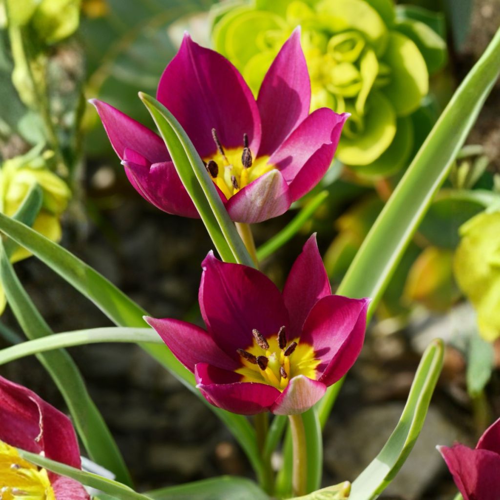 Tulipa humilis Odalisque - Botanical tulip