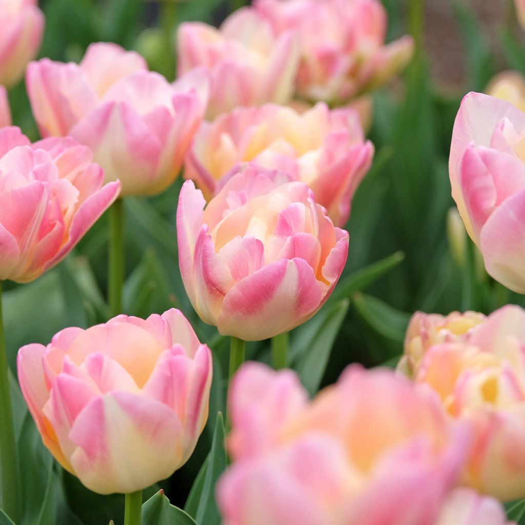 Tulipa double tardive Crème Up Star - Tulipe