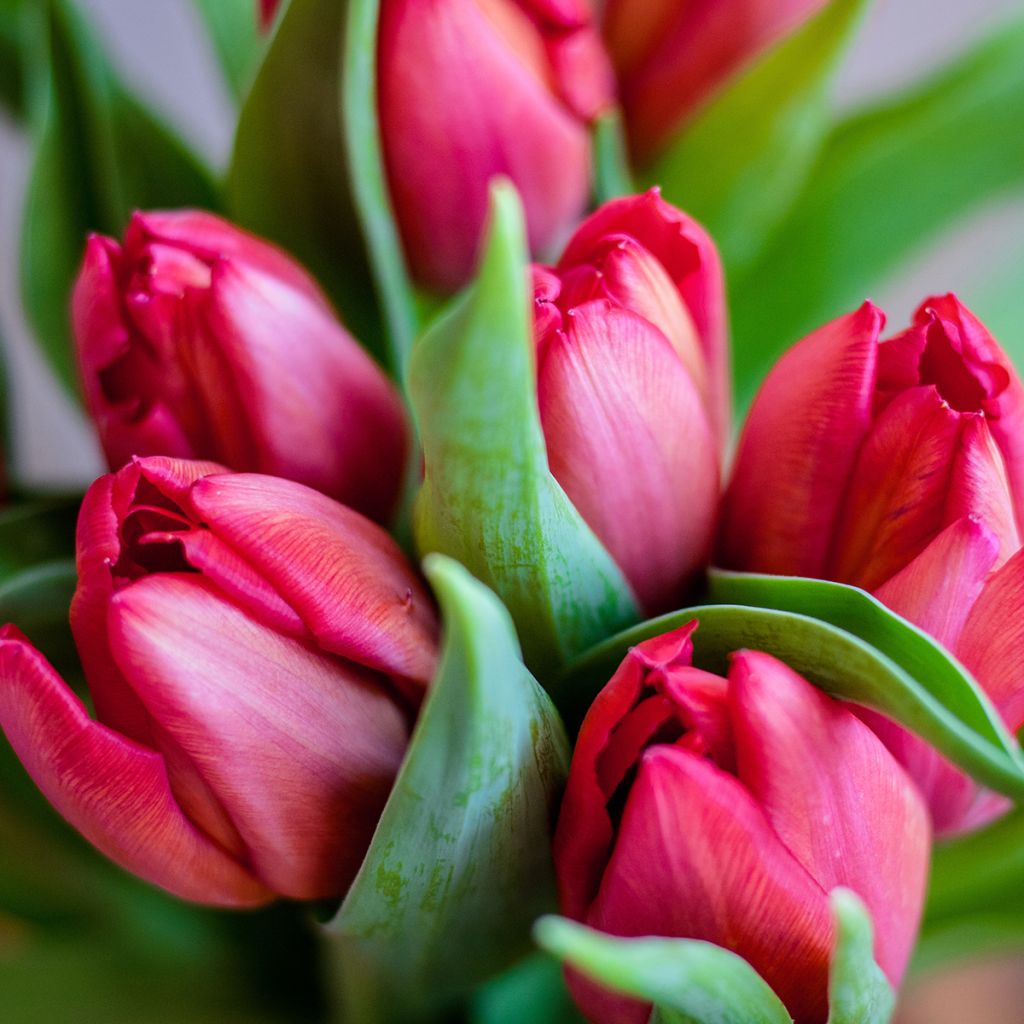 Tulipa Happy Family - Mutliple flowering Tulip