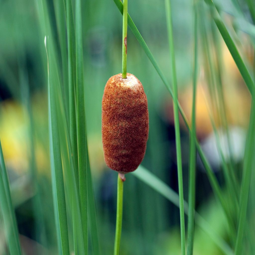Typha laxmannii - Cattail