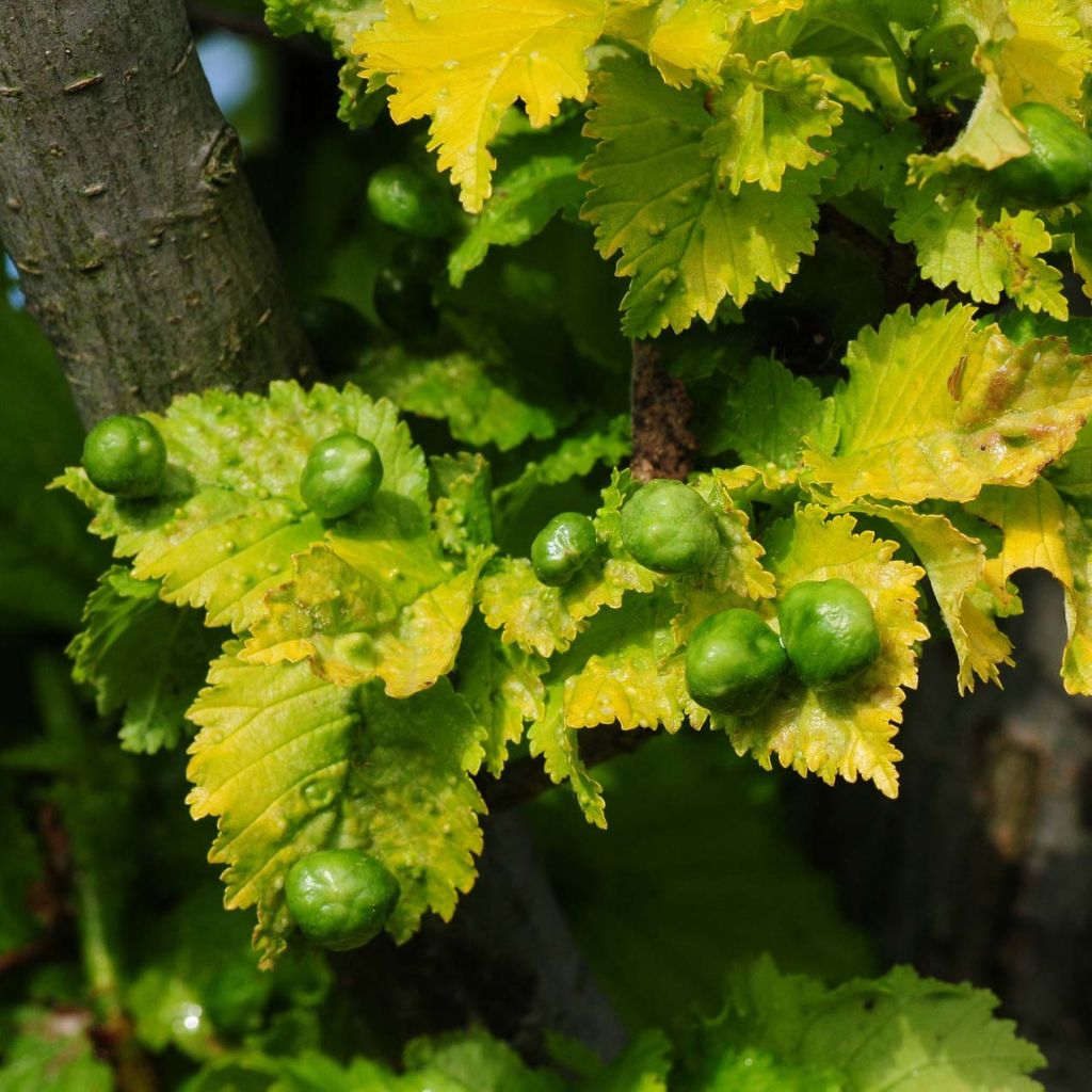Ulmus x hollandica Wredei - Elm