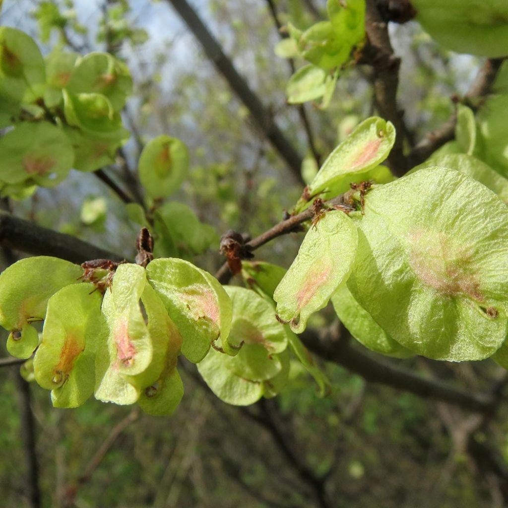 Ulmus minor - Elm