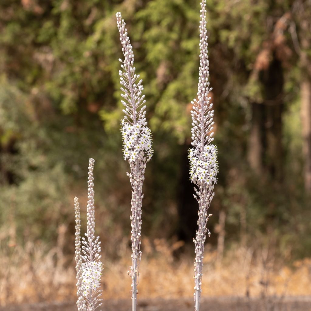 Urginea maritima - Sea squill