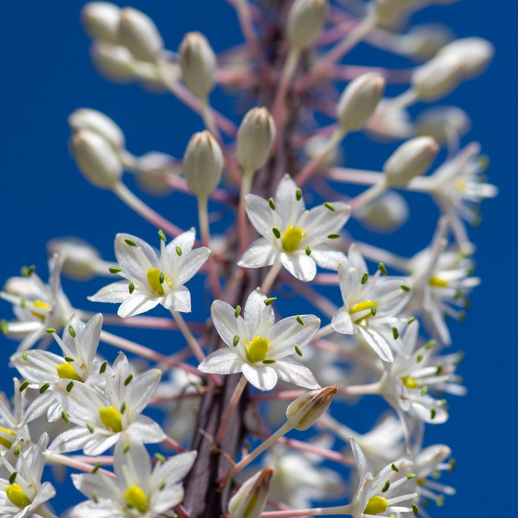 Urginea maritima - Sea squill