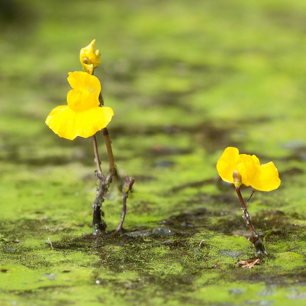 Utricularia vulgaris - Greater Bladderwort