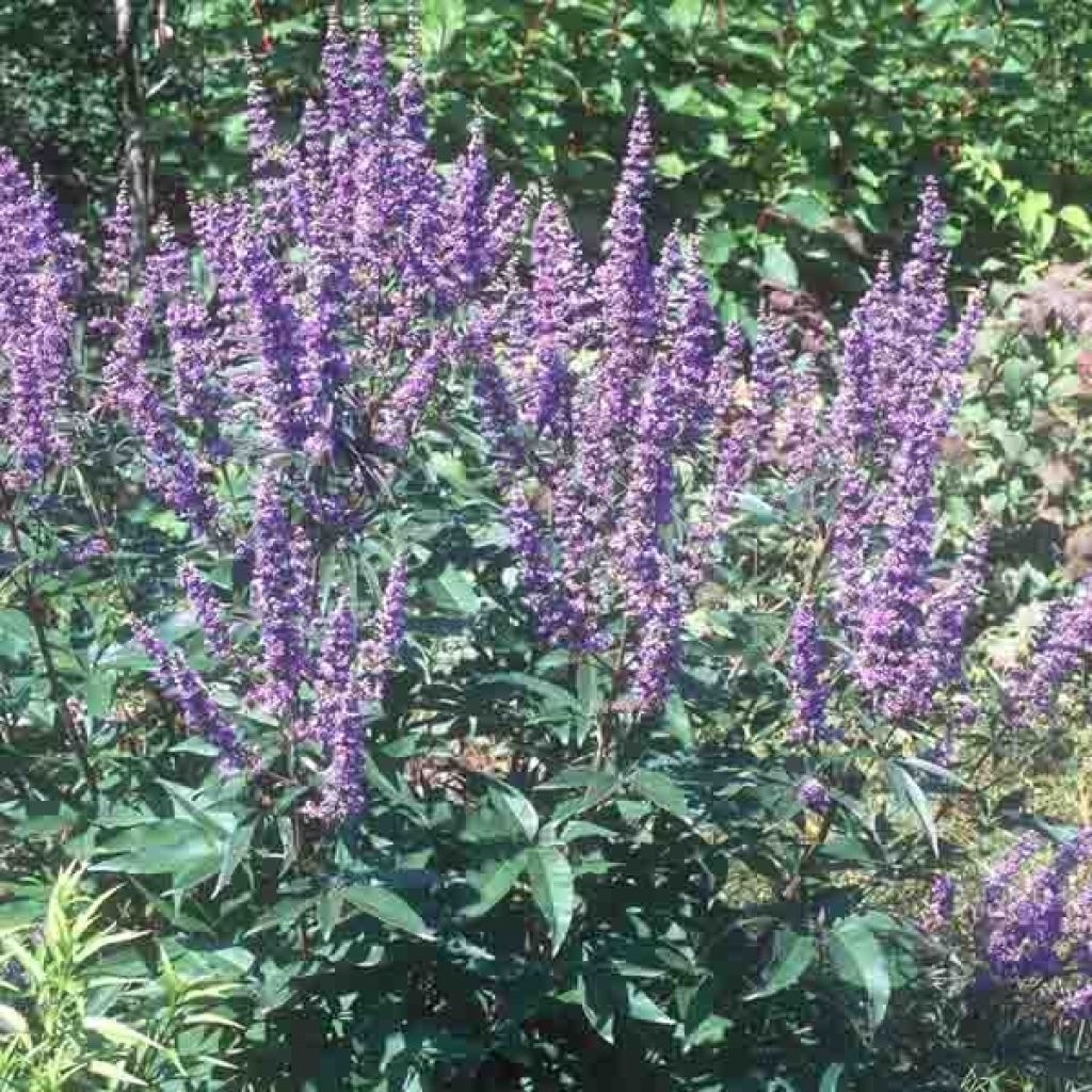 Vitex agnus-castus f. latifolia - Chaste Tree