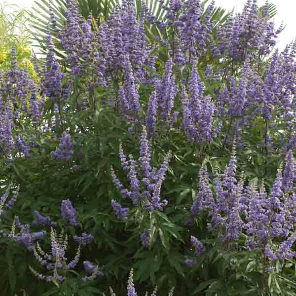 Vitex agnus-castus f. latifolia - Chaste Tree