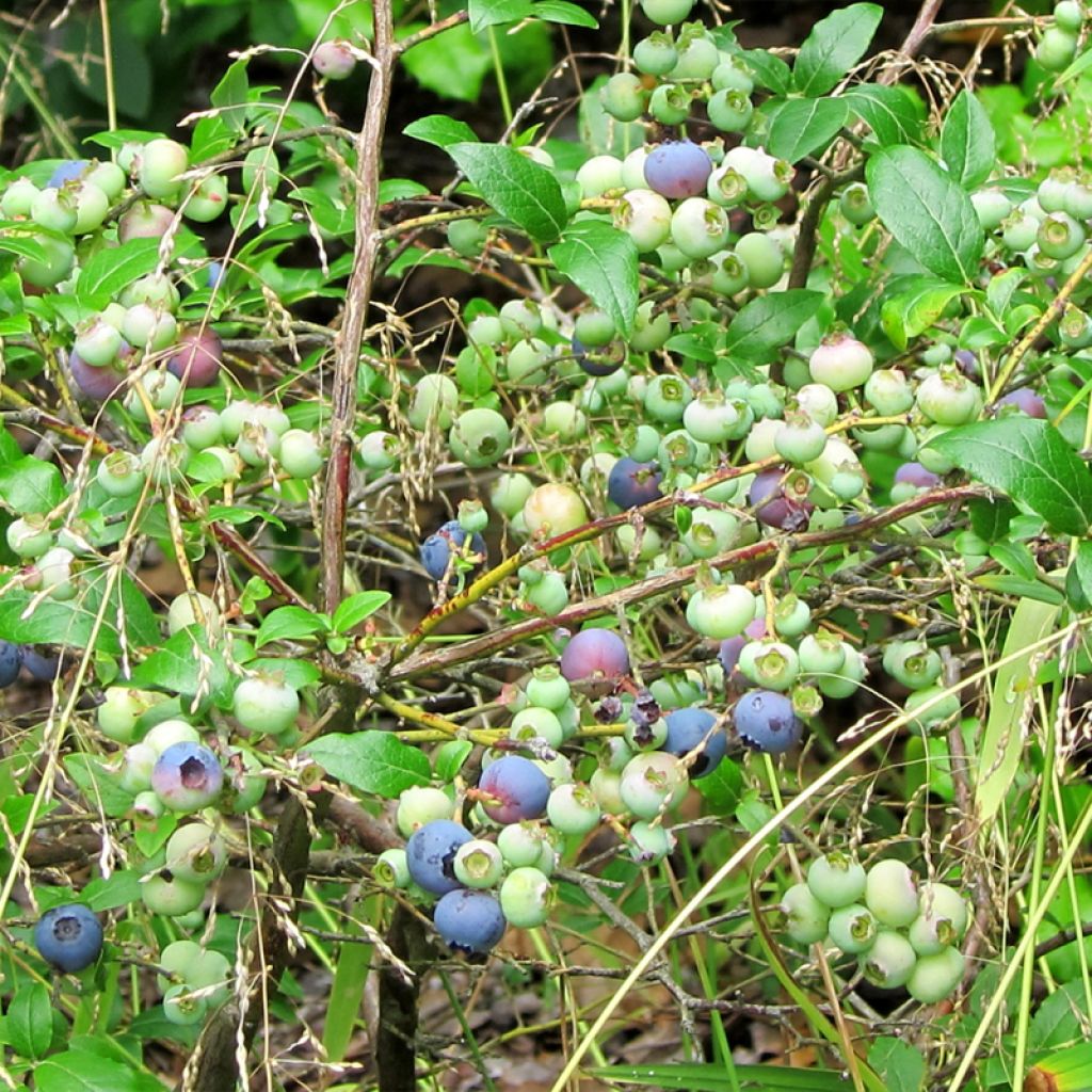 Vaccinium corymbosum Northcountry- American Blueberry