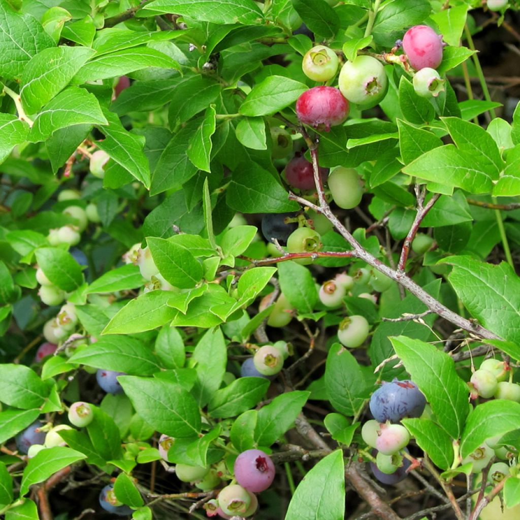 Vaccinium corymbosum Northcountry- American Blueberry