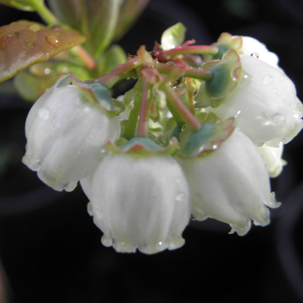Vaccinium Patriot - Blueberry
