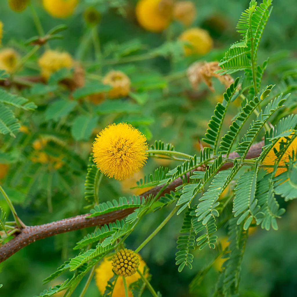 Vachellia farnesiana - Sweet acacia, mimosa farnese