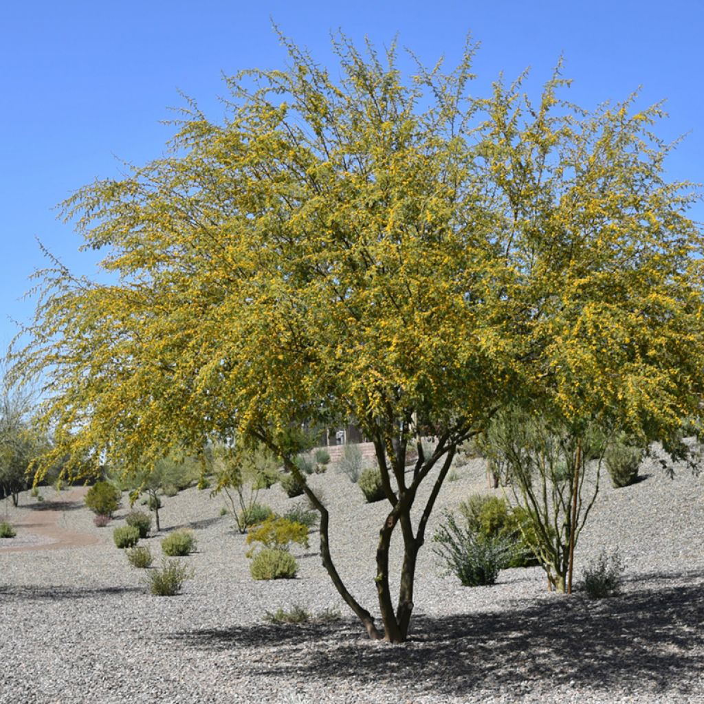 Vachellia farnesiana - Sweet acacia, mimosa farnese