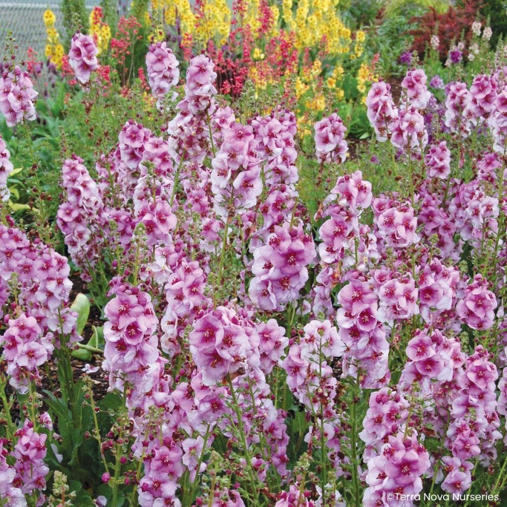 Verbascum Lavender Lass - Mullein