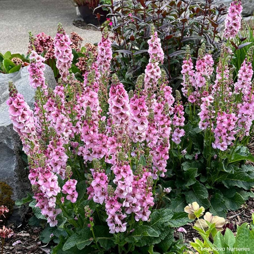 Verbascum Lavender Lass - Mullein