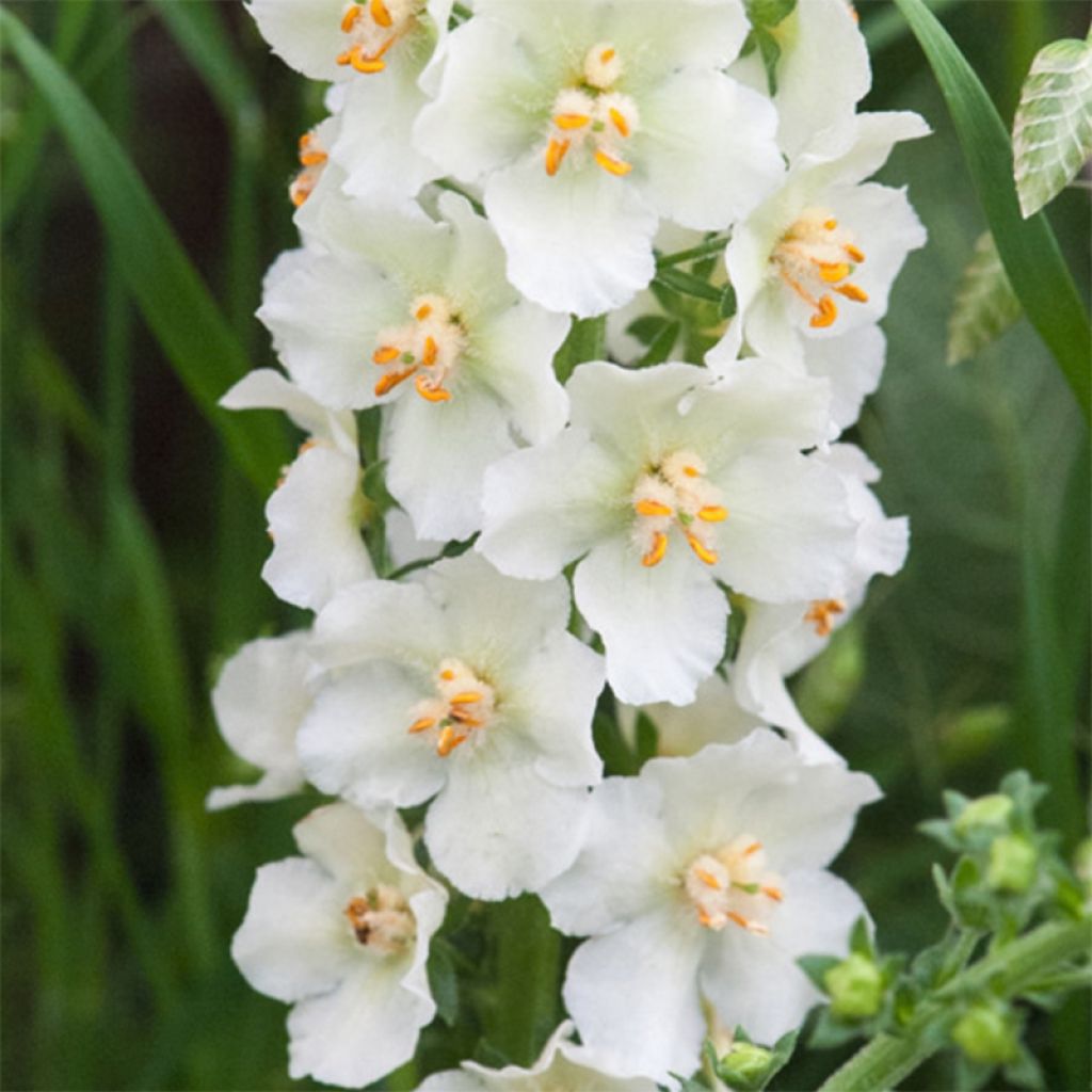 Verbascum phoeniceum Flush of White - Mullein