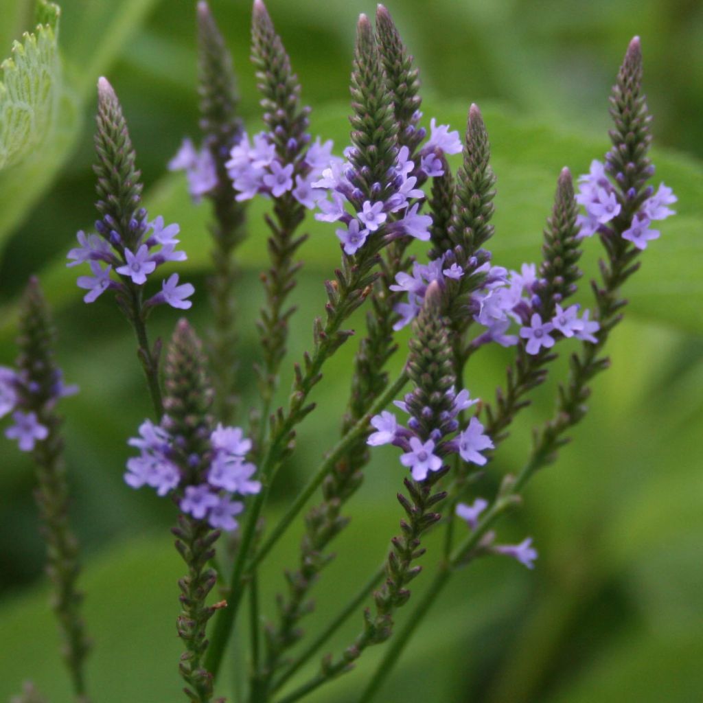 Verbena hastata 