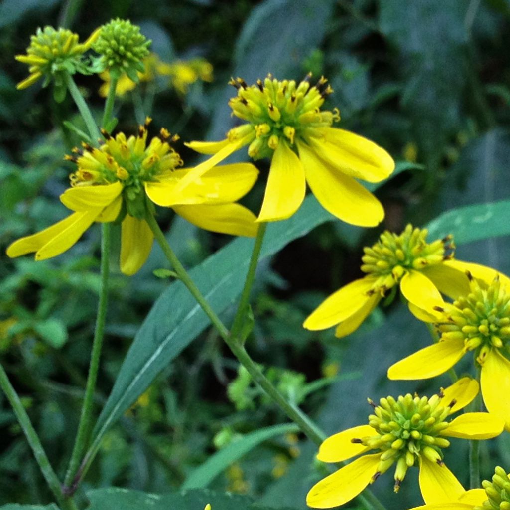 Verbesina alternifolia - Ironweed